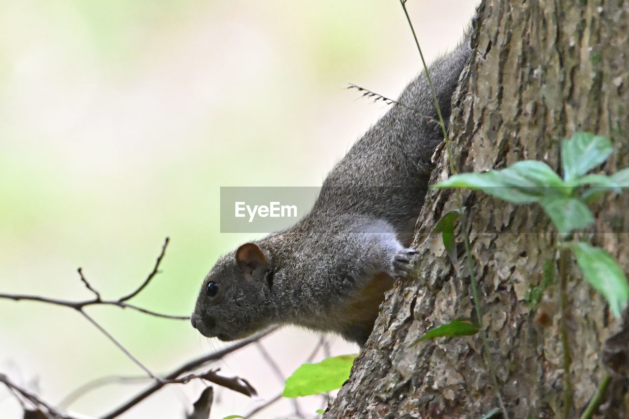 animal, animal themes, animal wildlife, tree, one animal, wildlife, mammal, plant, branch, tree trunk, nature, trunk, no people, squirrel, rodent, outdoors, day, focus on foreground