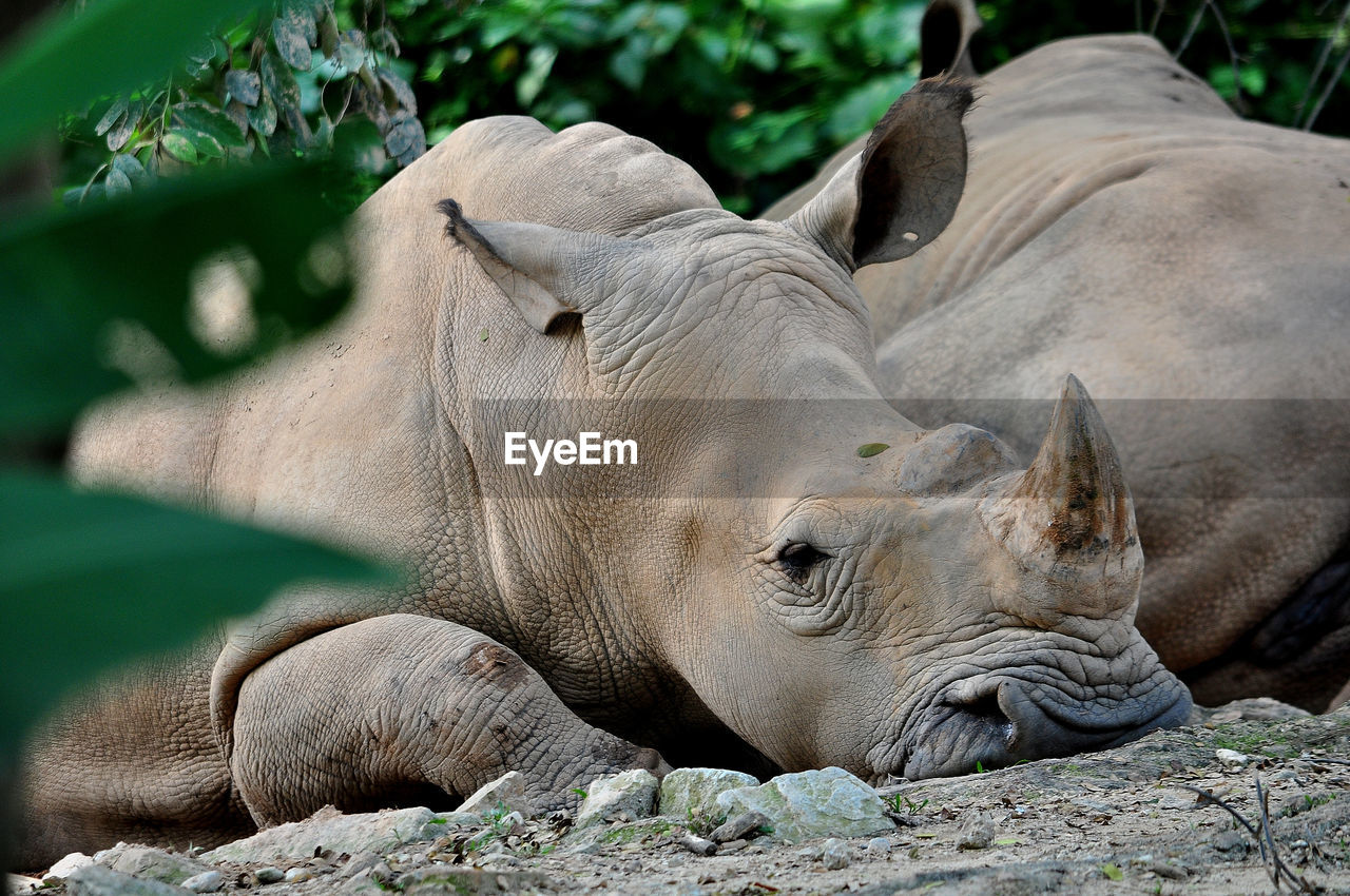 Sumatran rhino found in malaysia is one of the most endangered mammals in malaysia