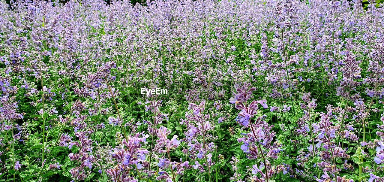 HIGH ANGLE VIEW OF PURPLE FLOWERING PLANTS IN FIELD