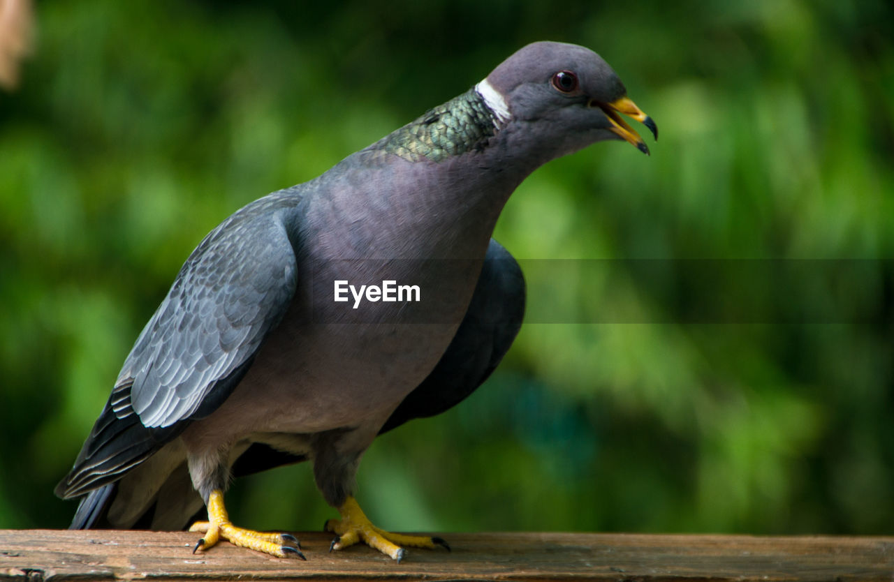 Close-up of bird perching outdoors