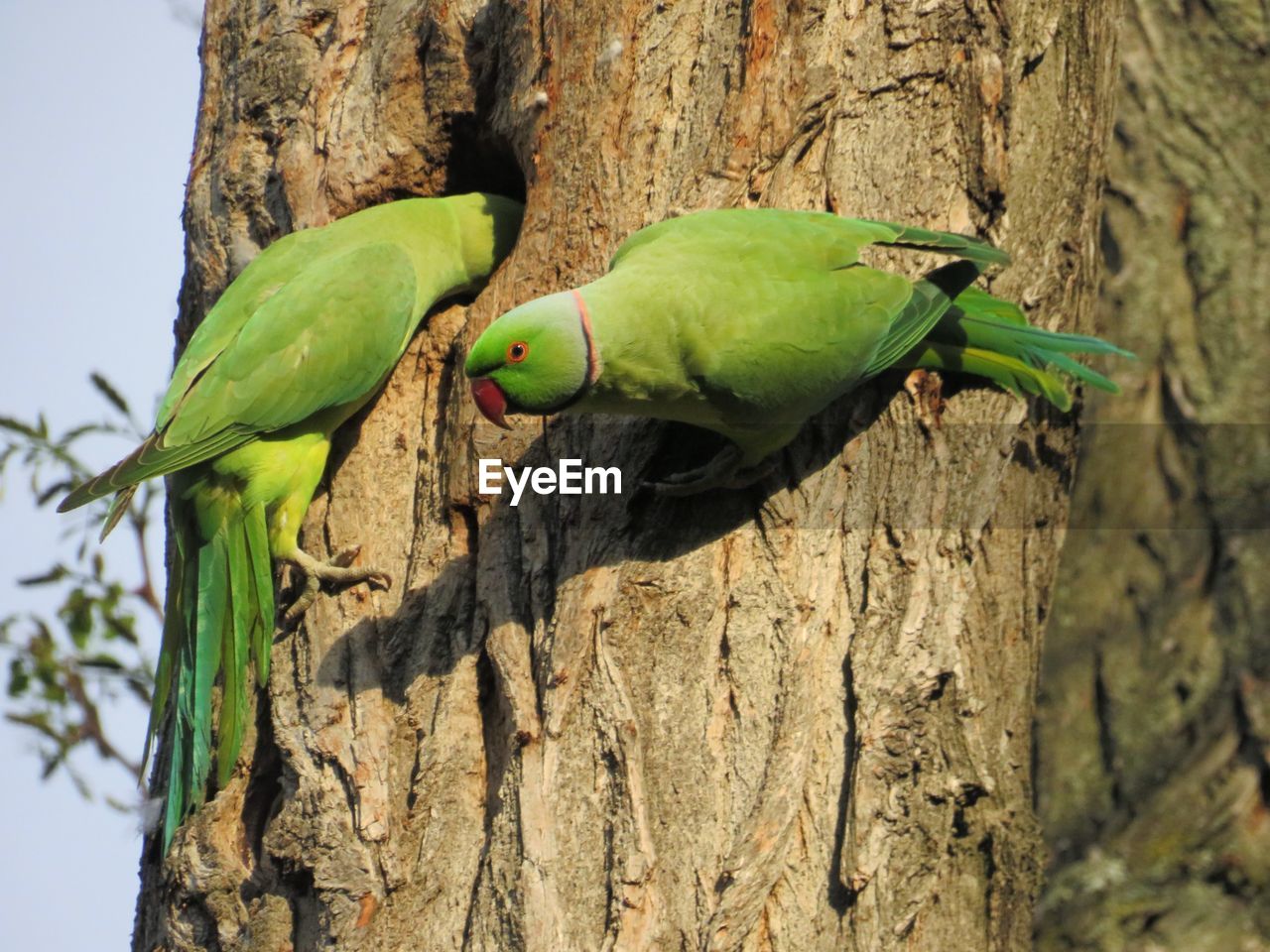 CLOSE-UP OF A PARROT