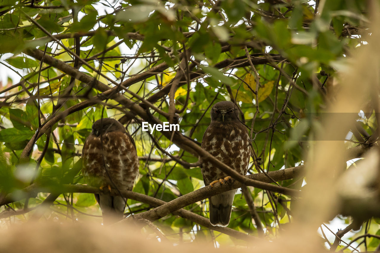 BIRD PERCHING ON A TREE