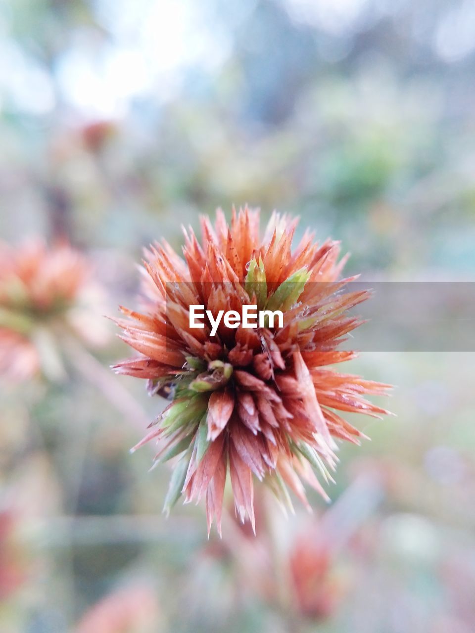 Close-up of pink flower