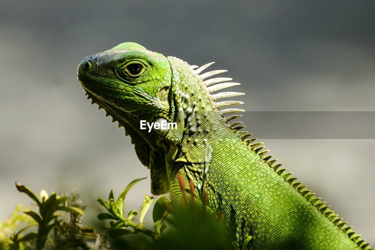 Close-up side view of reptile