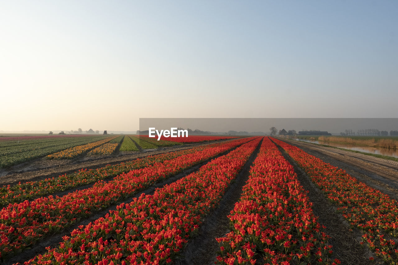 SCENIC VIEW OF AGRICULTURAL FIELD AGAINST CLEAR SKY DURING SUNRISE