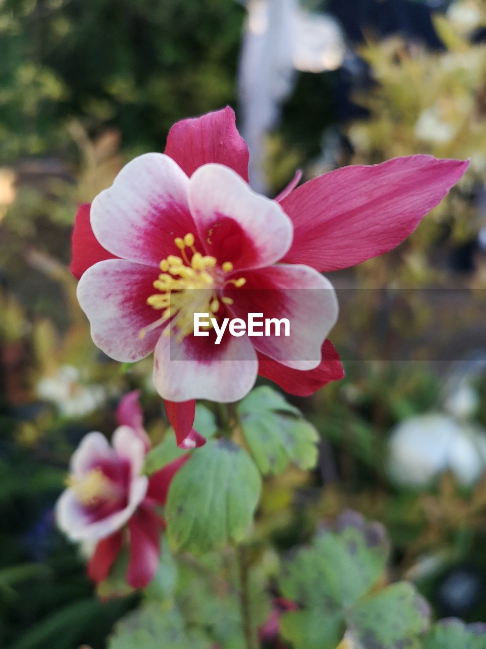 flower, flowering plant, plant, freshness, beauty in nature, close-up, fragility, petal, pink, flower head, inflorescence, growth, blossom, nature, focus on foreground, no people, pollen, springtime, outdoors, stamen, botany, day