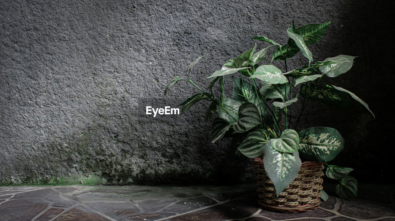 Imitation plant isolated dark background
