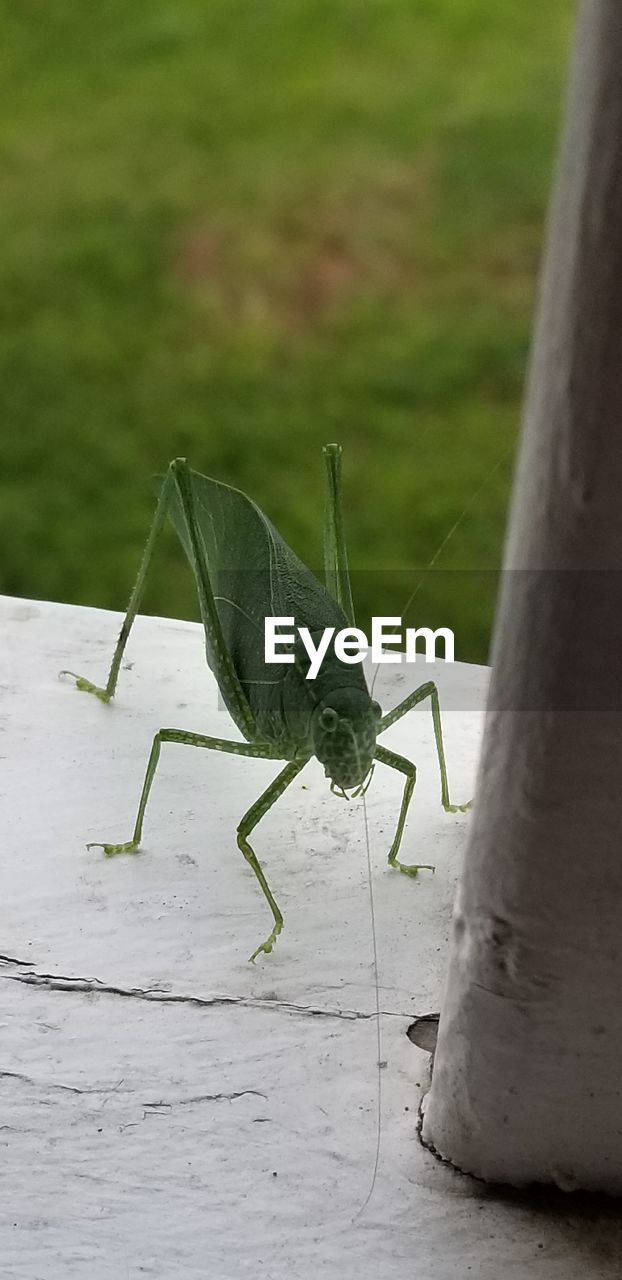 INSECT ON LEAF