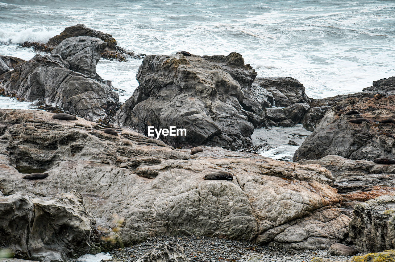 Seal colony resting on a rocky cliff in peninsula walkway seal spotting in kaikoura, new zealand
