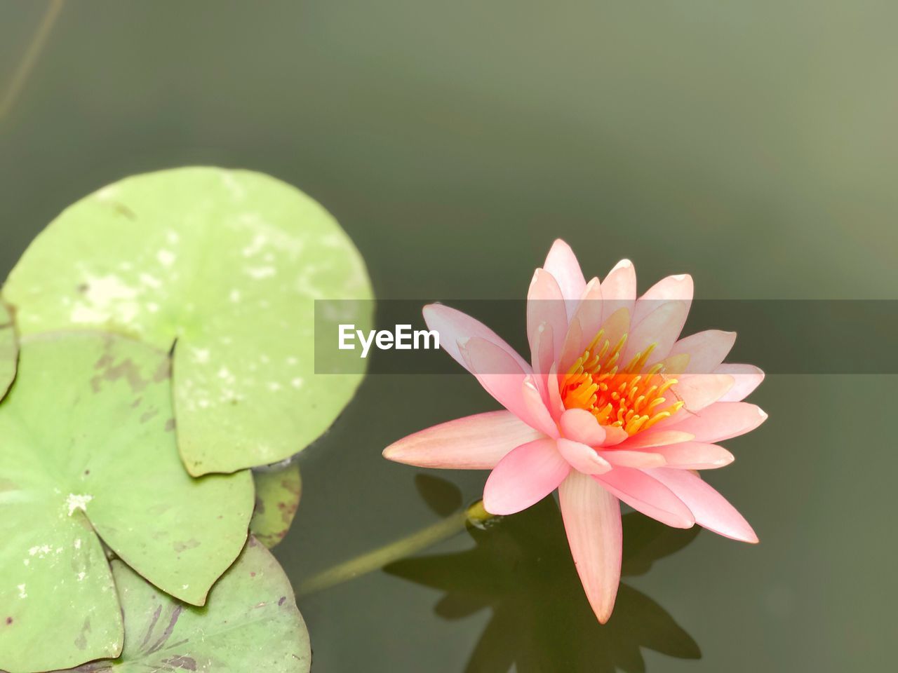 CLOSE-UP OF LOTUS WATER LILY BLOOMING