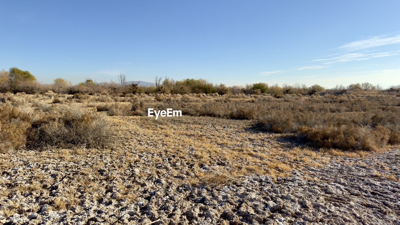 sky, landscape, land, environment, plant, field, soil, nature, natural environment, scenics - nature, no people, wilderness, tranquility, day, grass, tree, beauty in nature, blue, agriculture, rural scene, tranquil scene, rural area, growth, non-urban scene, dry, outdoors, clear sky, sand, sunlight, horizon, cloud, sunny, crop