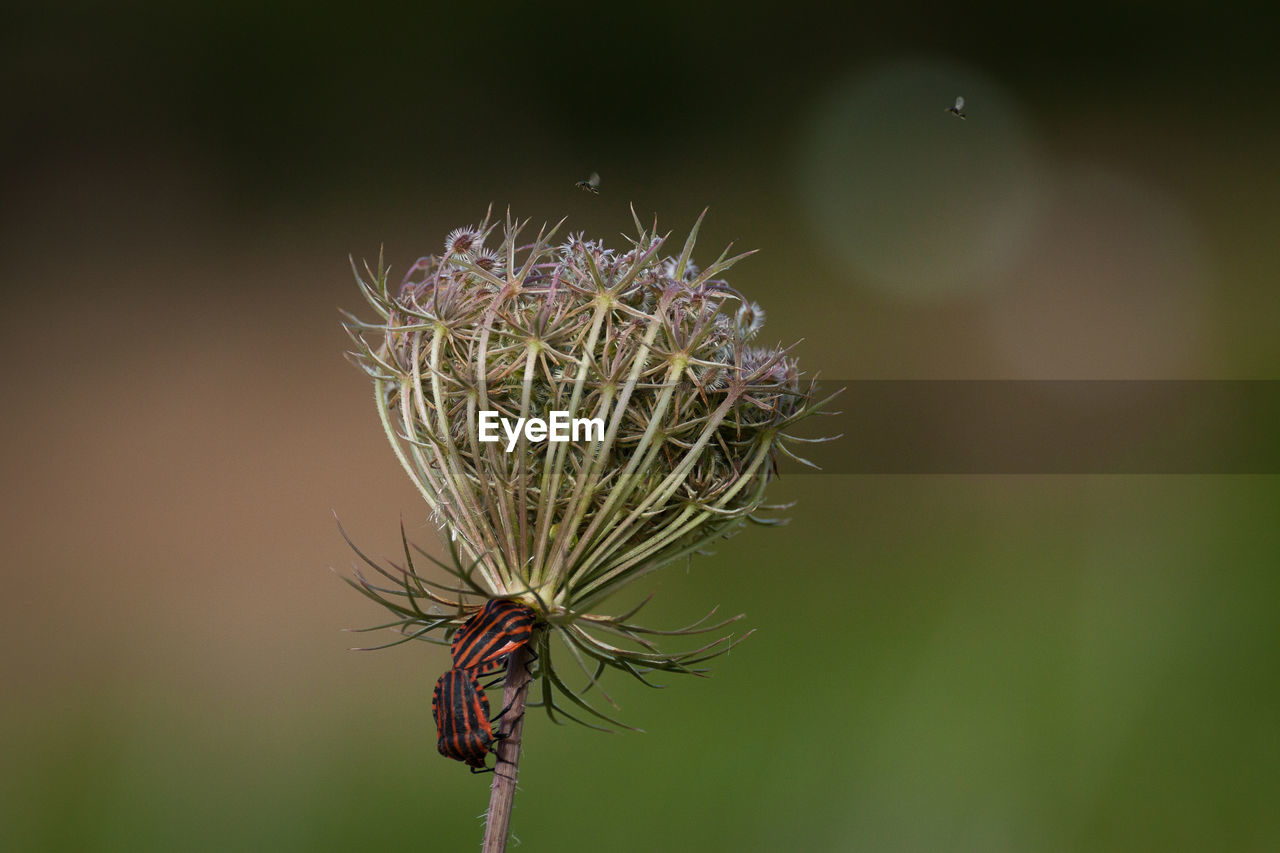 Close-up of insects on plant