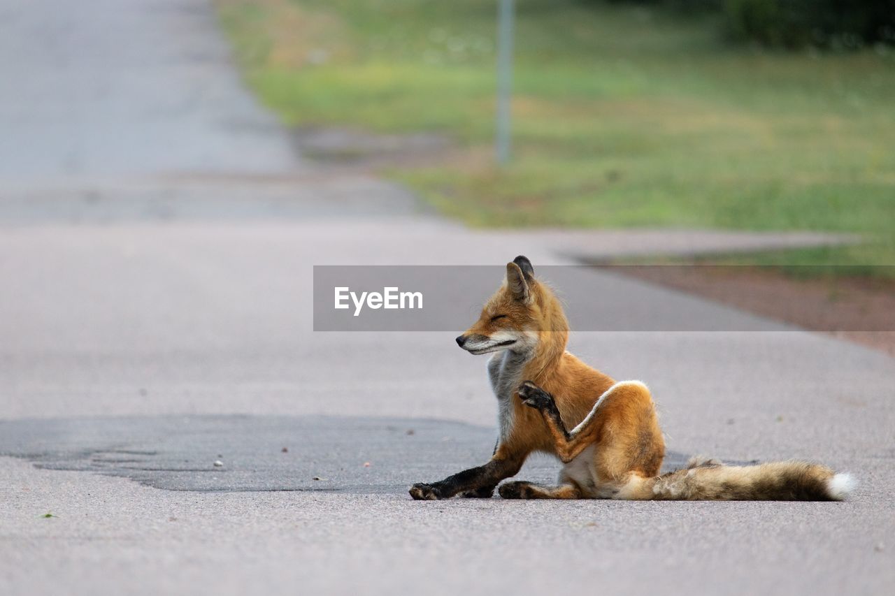 Fox sitting on road