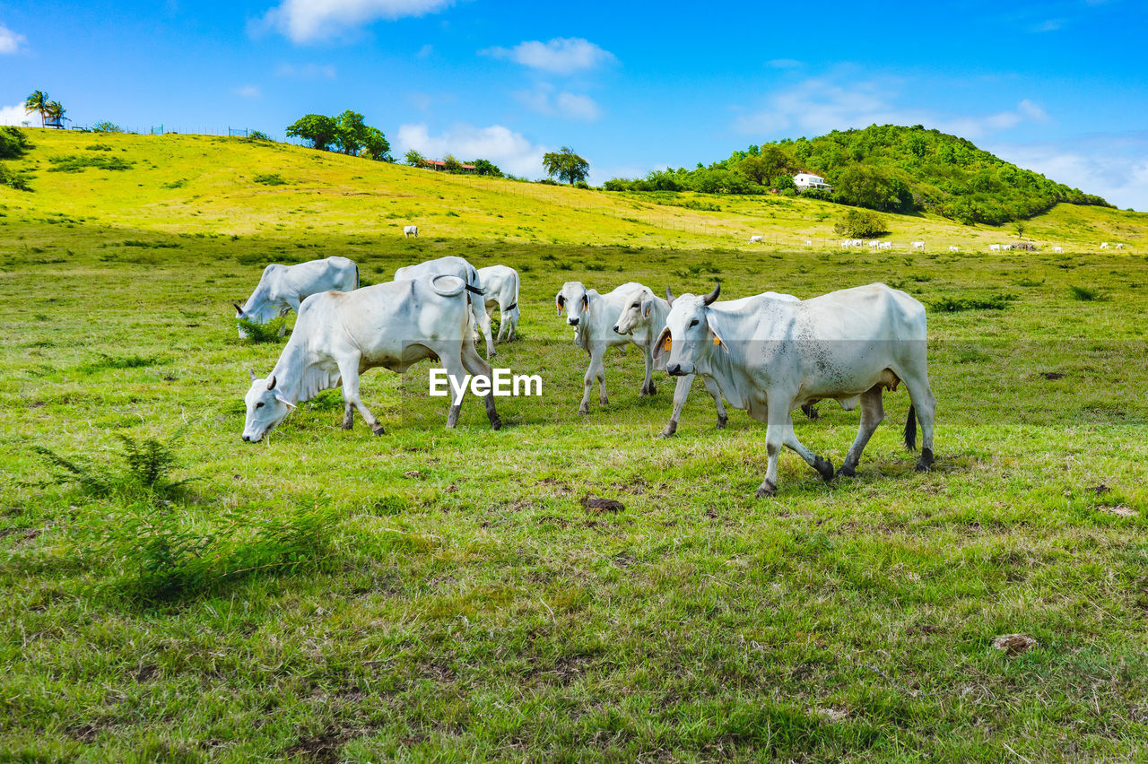 SHEEP IN A FIELD