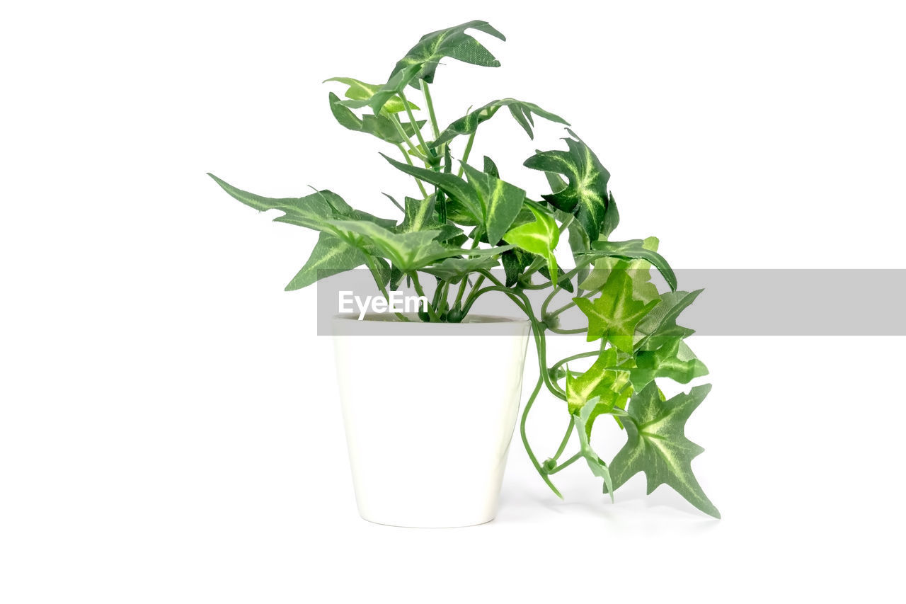 CLOSE-UP OF GREEN LEAVES AND WHITE BACKGROUND