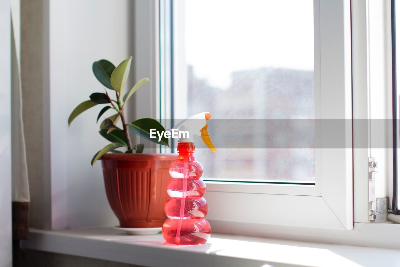 Close-up of potted plant and spray bottle by window