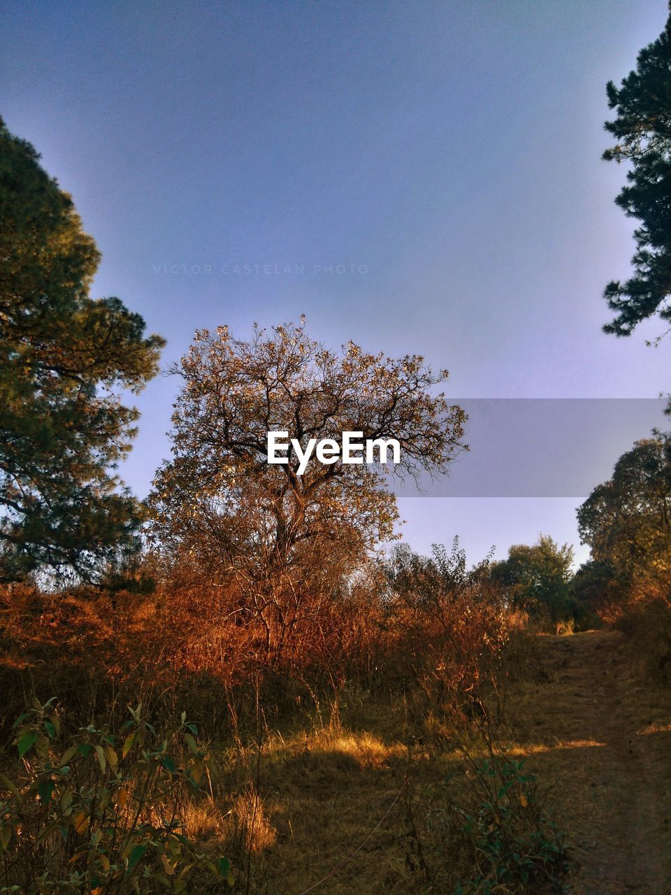 TREES GROWING ON FIELD AGAINST SKY