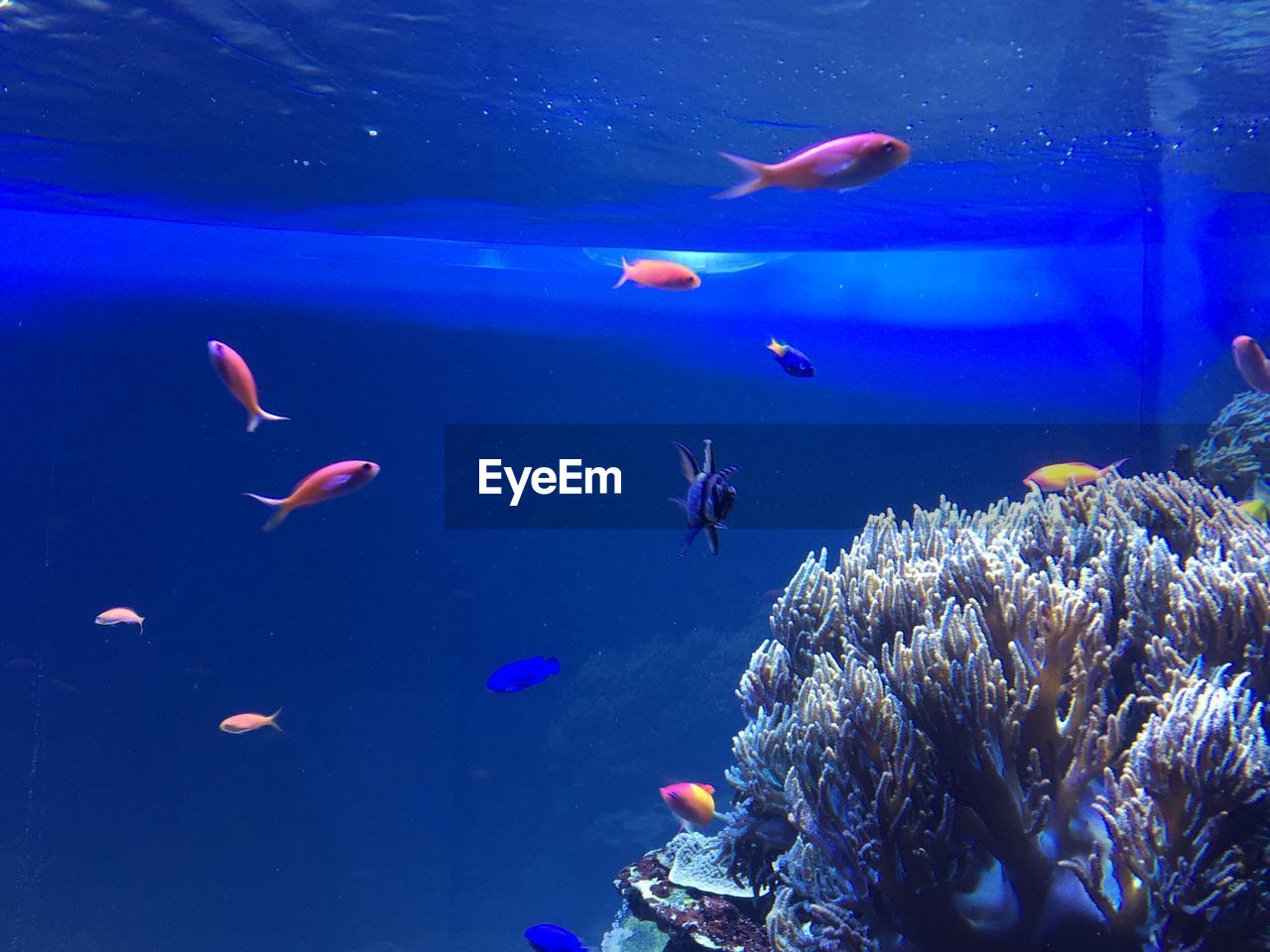 VIEW OF FISH IN SEA