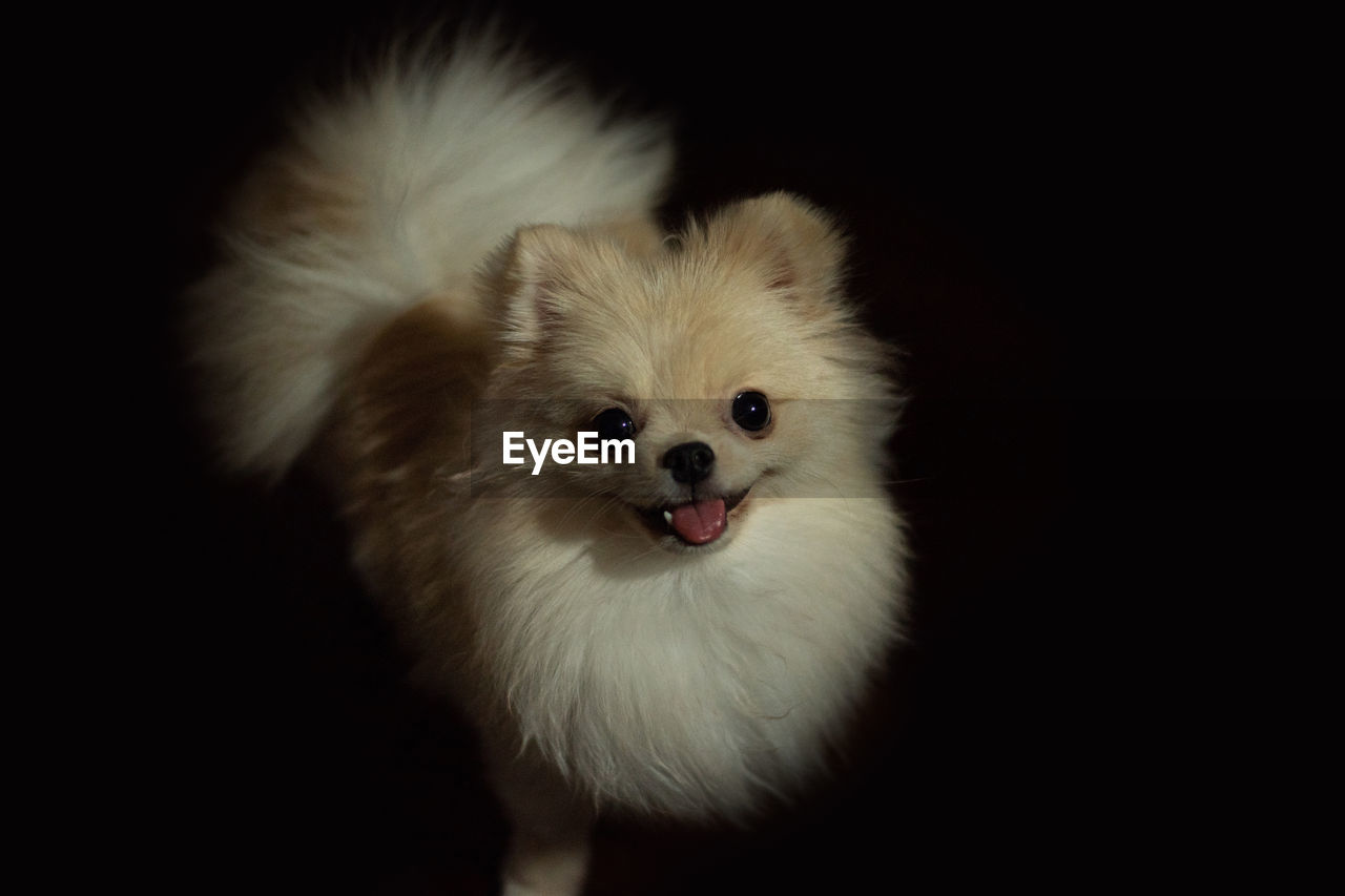 Light brown fluffy pomeranian dog on isolated black background