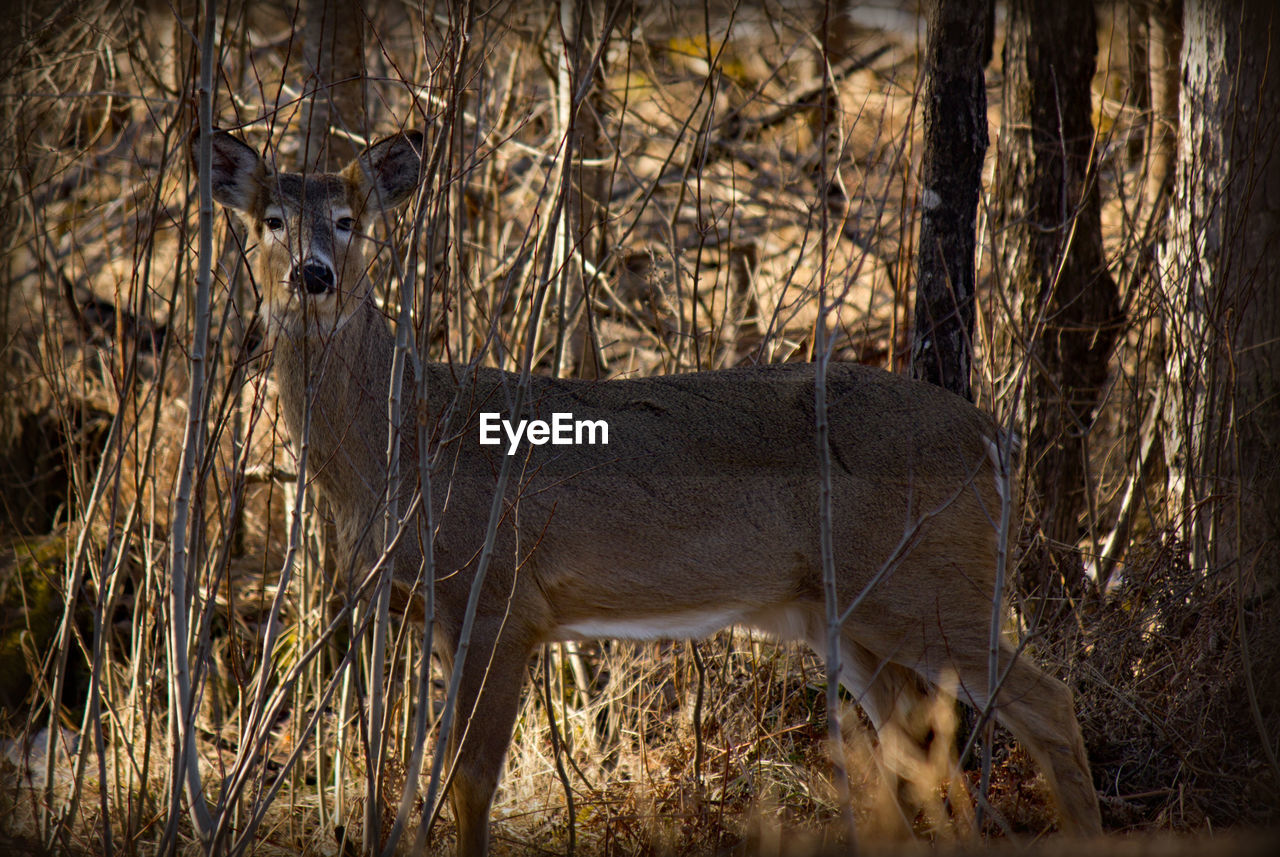 Portrait of deer standing amidst dried plant