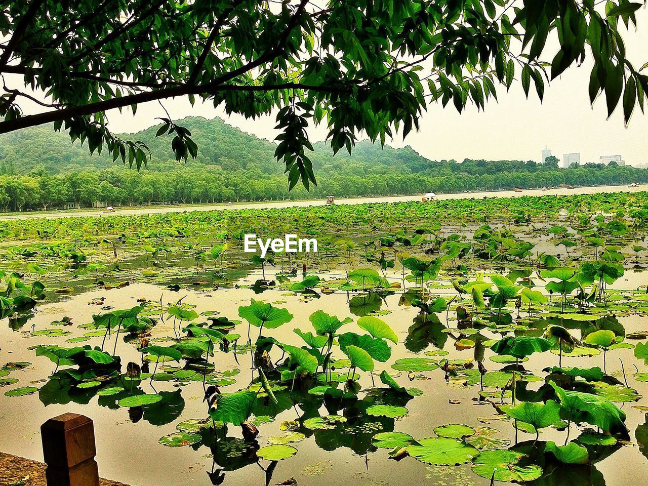 Lake with water lilies with trees in background