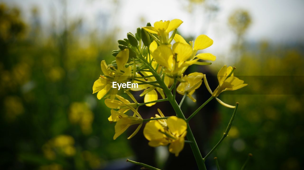 Close-up of yellow flowers against blurred background