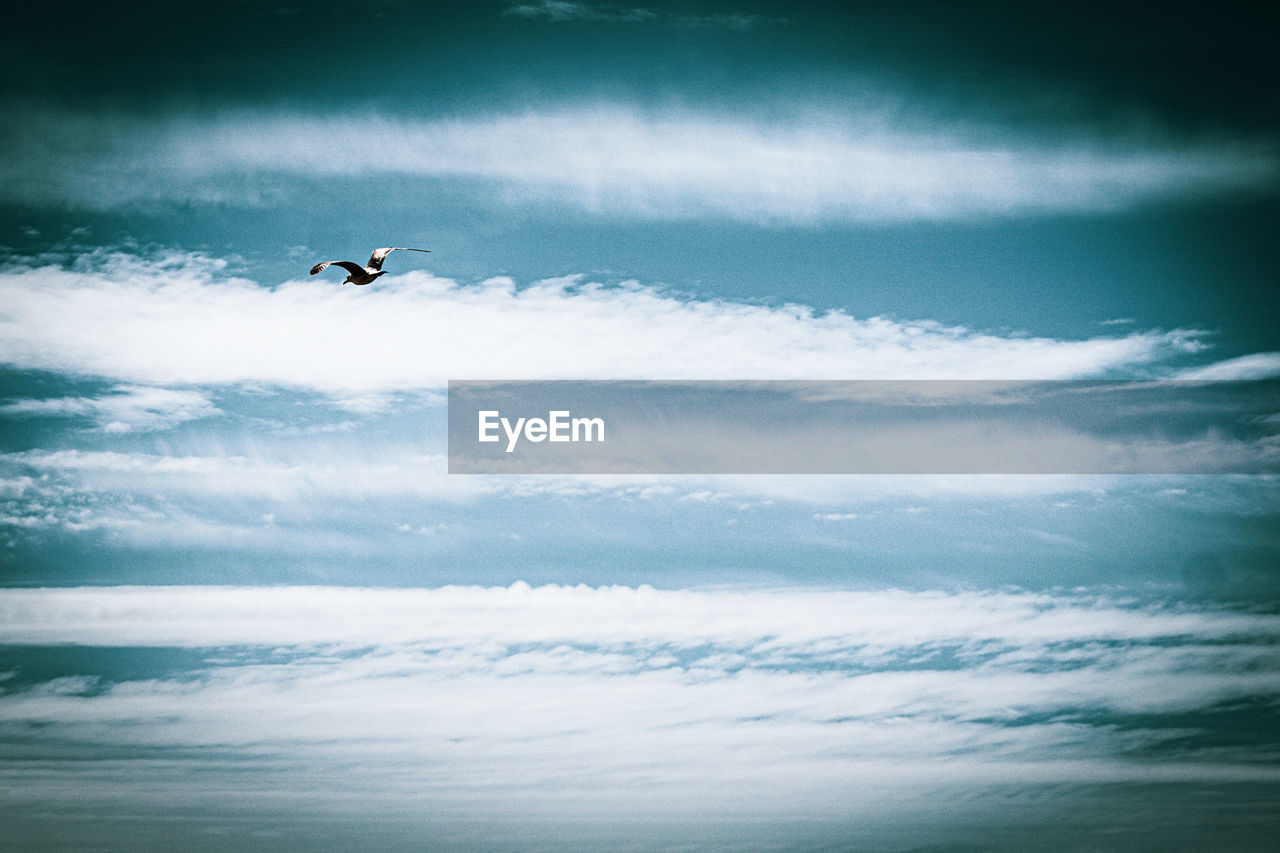 LOW ANGLE VIEW OF BIRD FLYING OVER THE SKY