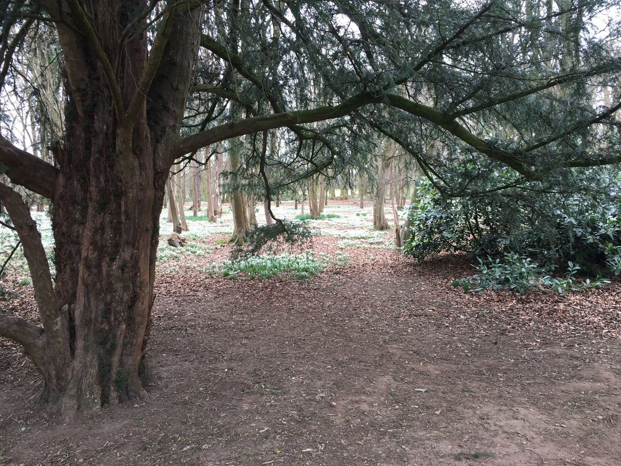 TREES IN SUNLIGHT