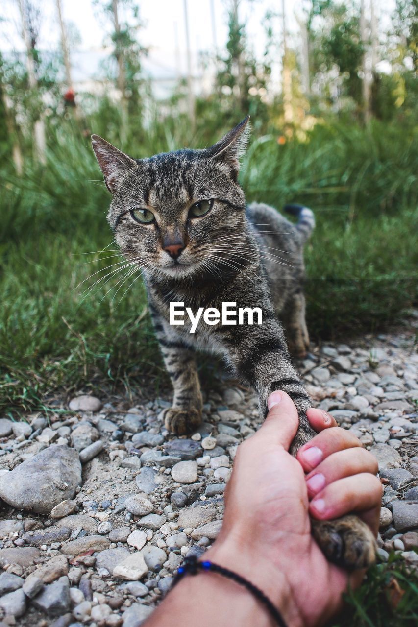 Close-up of hand holding cat on stone wall