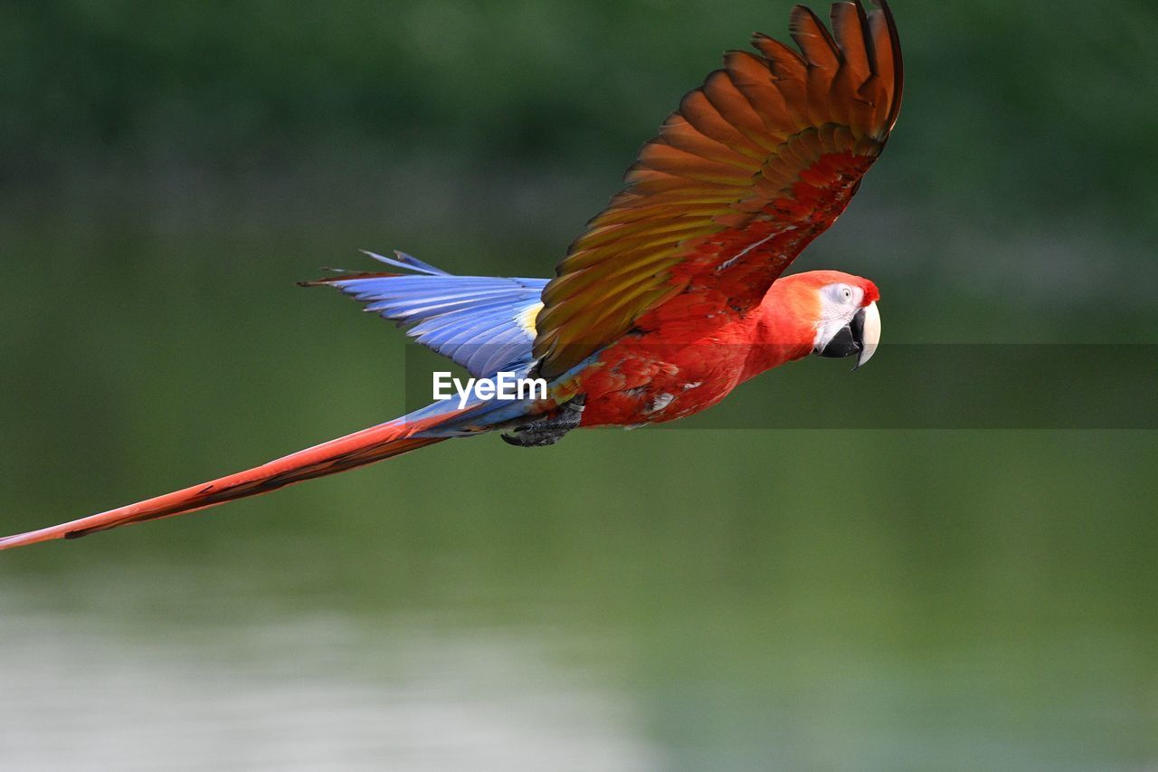 Close-up of a macaw flying happily in the wilderness.