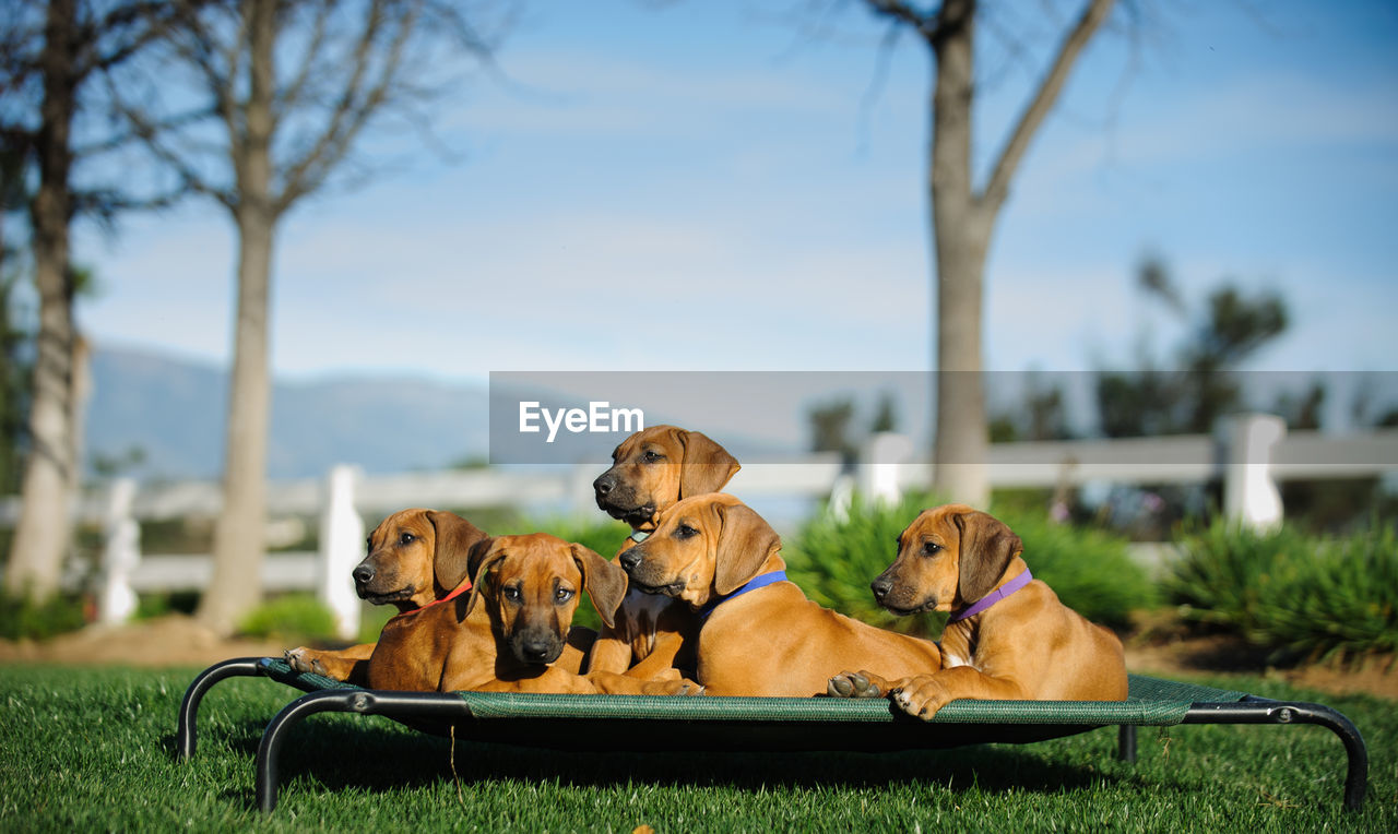 Close-up of dogs sitting on bed over grass field