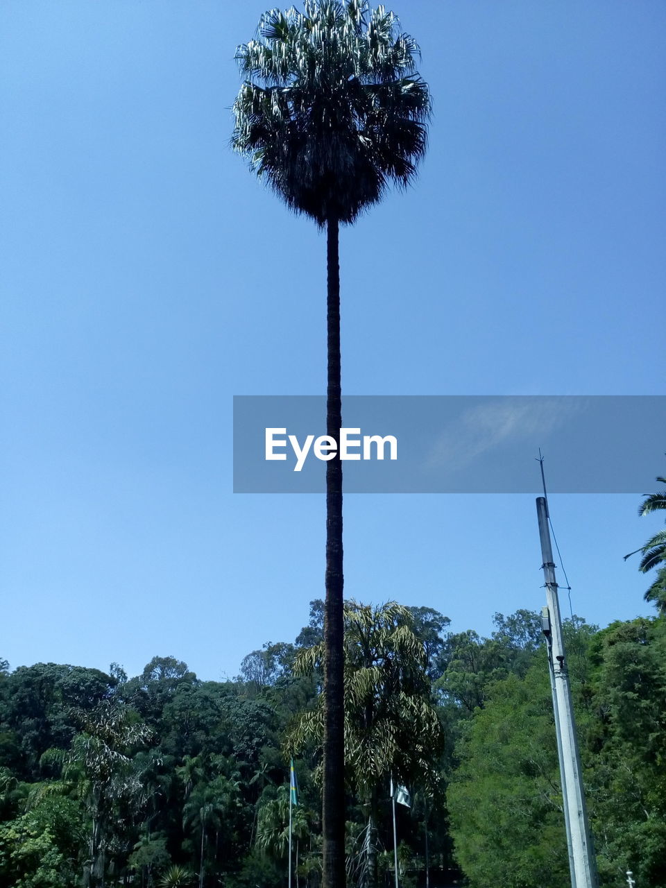 LOW ANGLE VIEW OF TREE AGAINST SKY