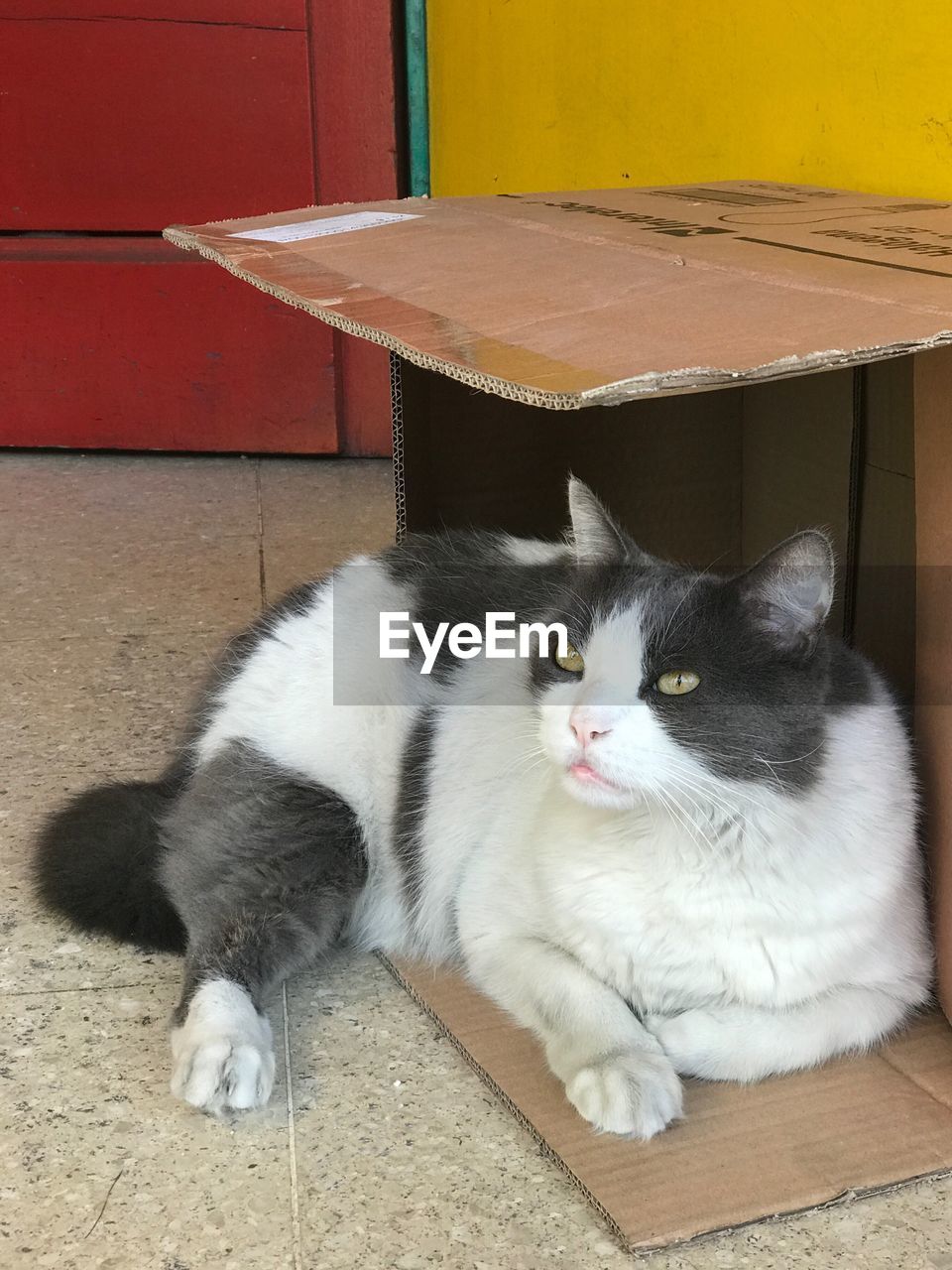 PORTRAIT OF CAT LYING DOWN ON FLOOR