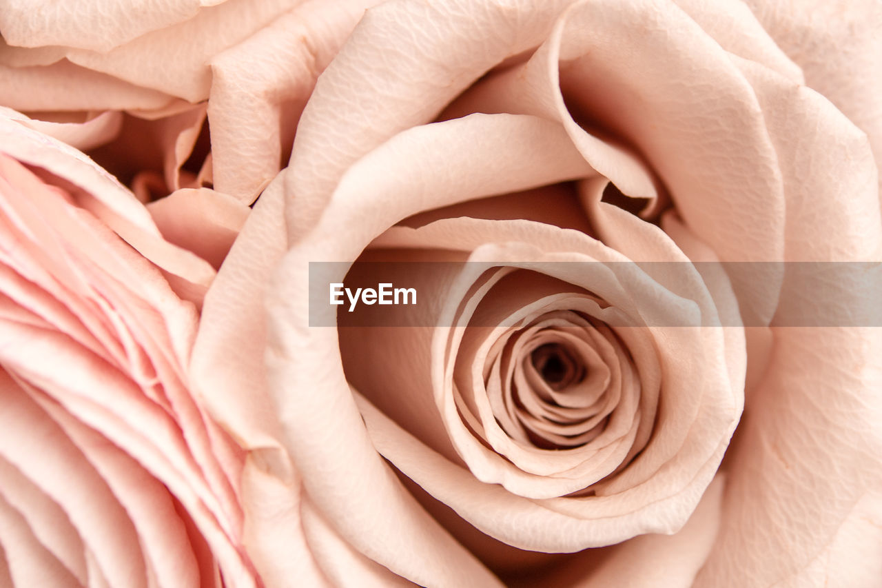 Beige pink fresh rose petals in macro. soft focus. backdrop for wedding invitation