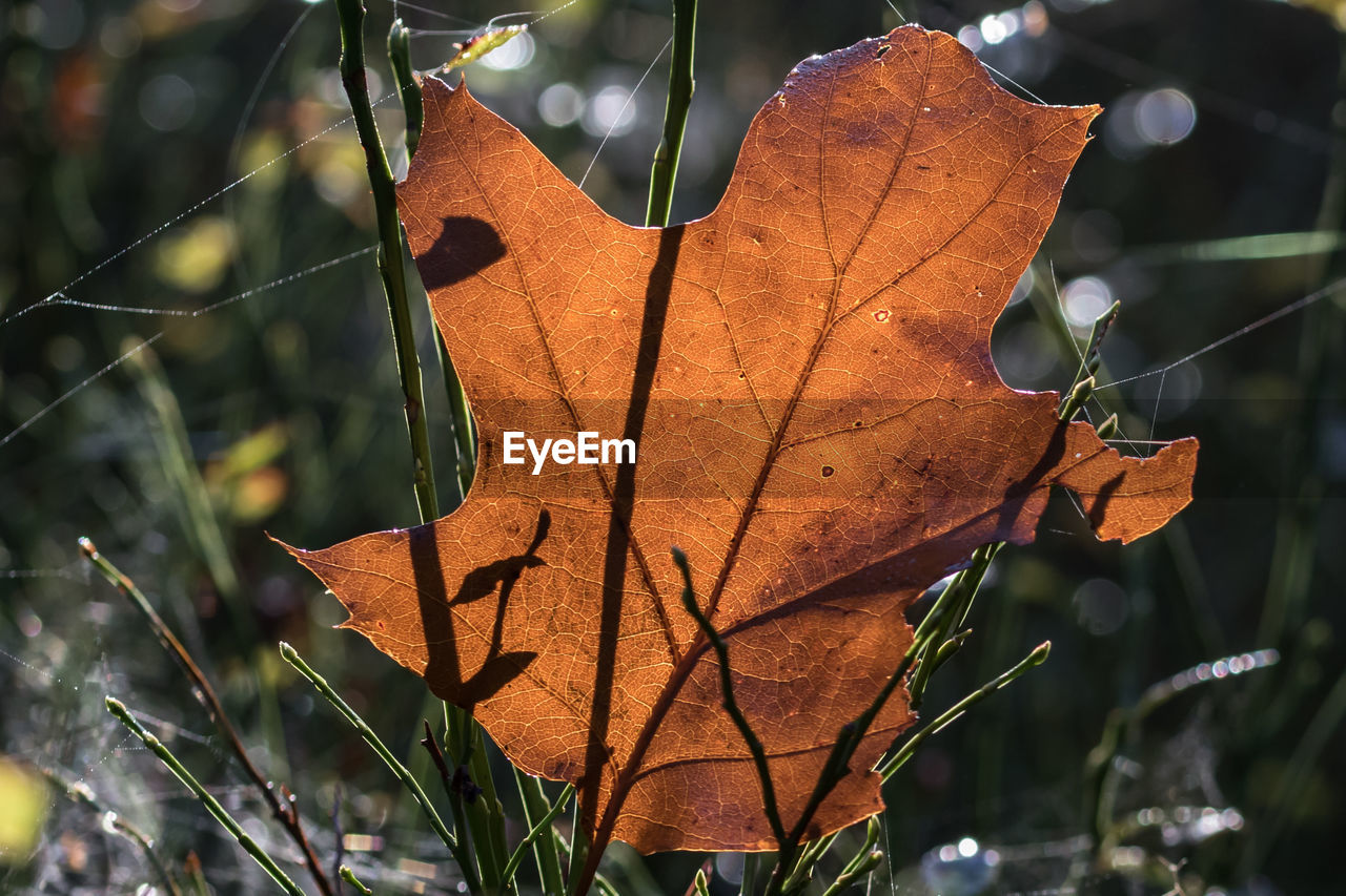 Close-up of autumn leaf on grass