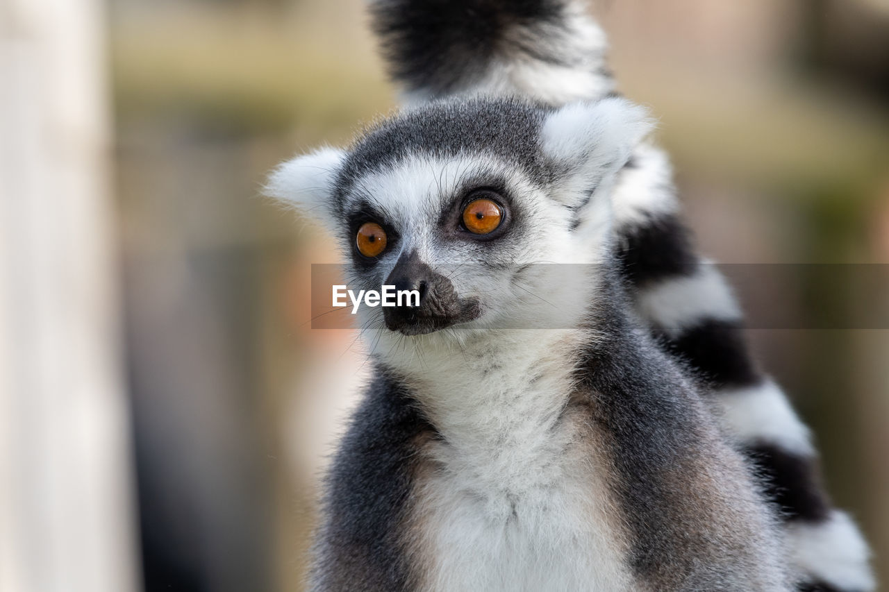 Close up portrait of a ring tailed lemur 