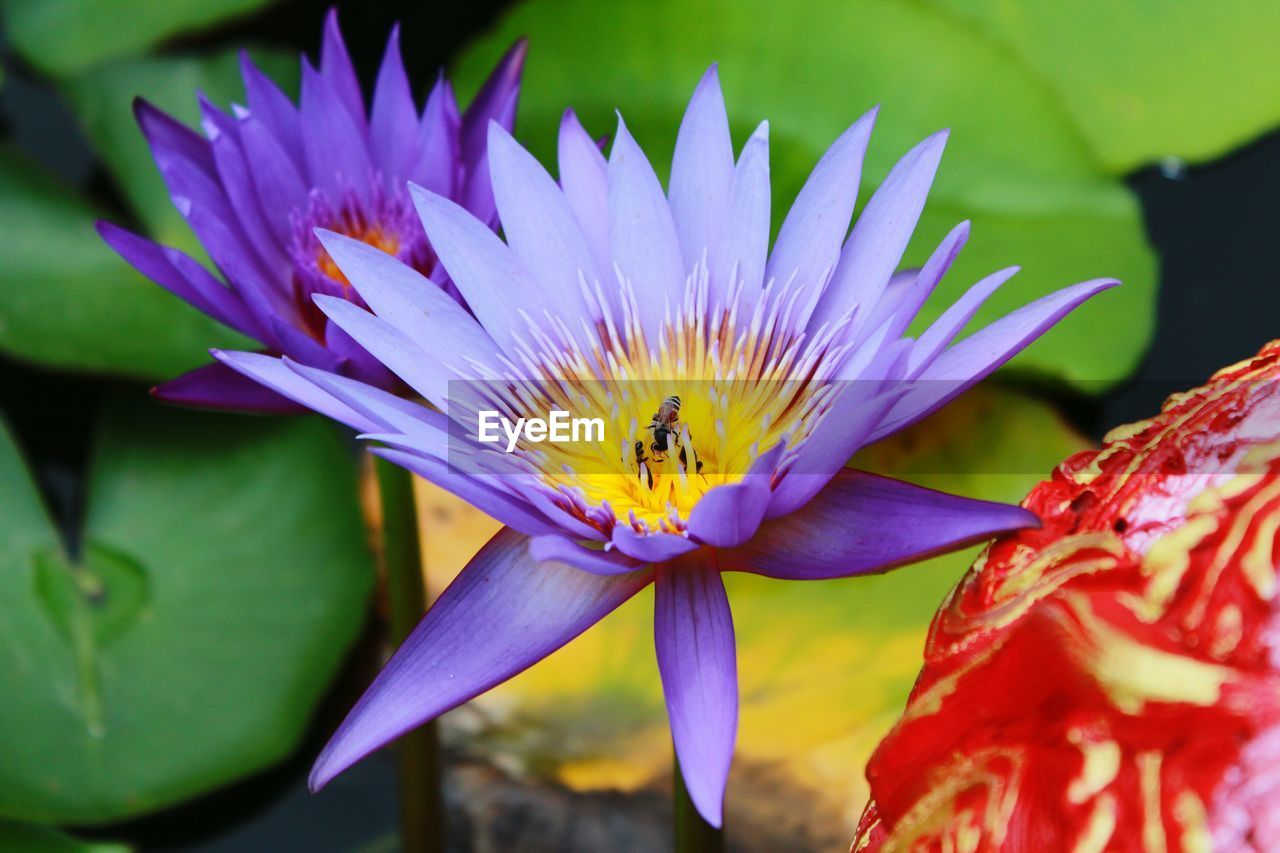 Close-up of bees on purple lotus