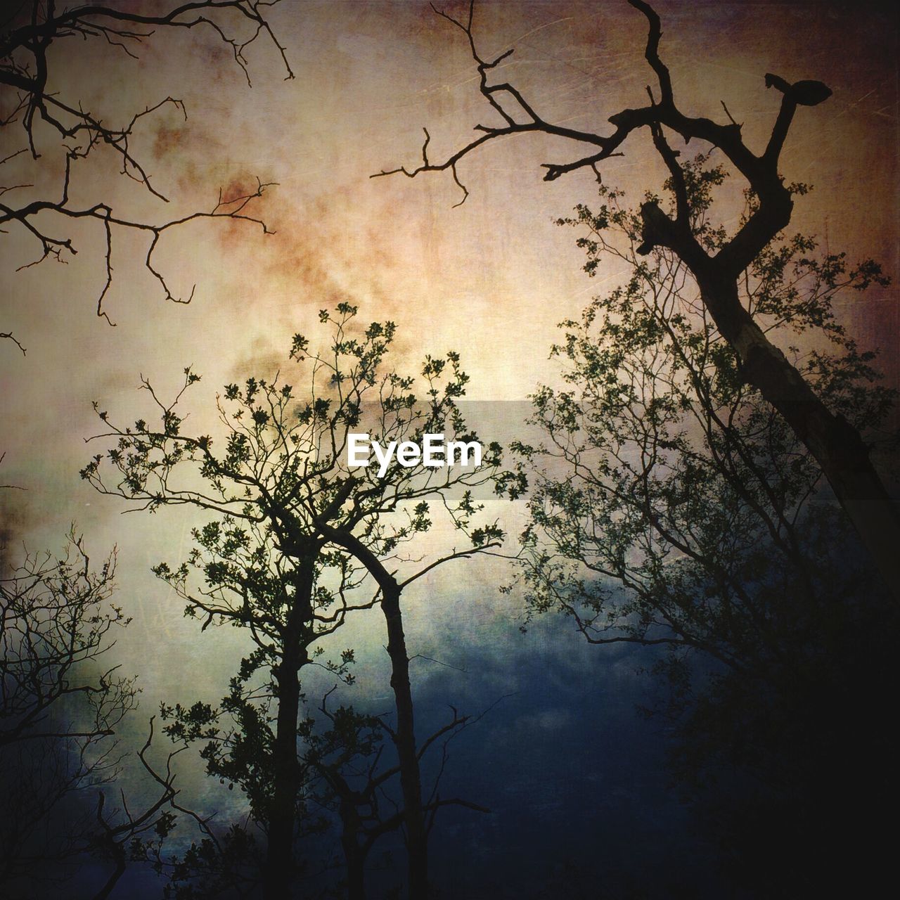 Low angle view of silhouette trees against sky