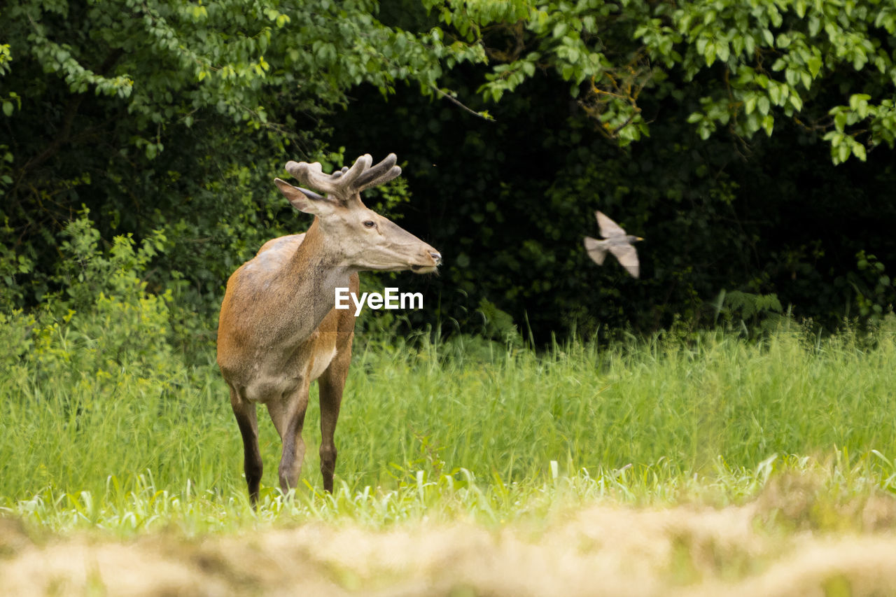 Deer standing on grassy field