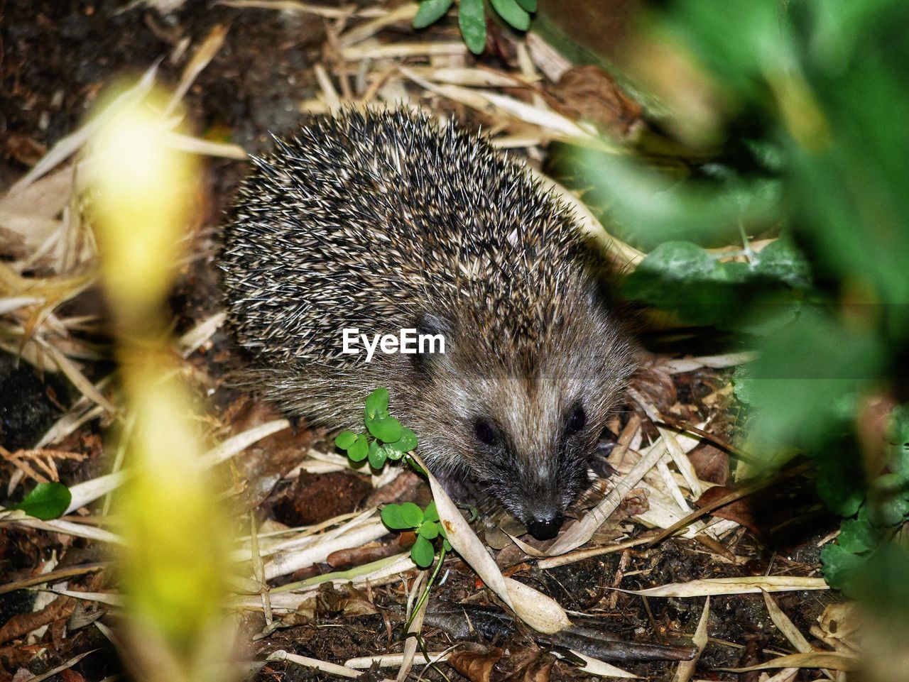 High angle view of an animal on field