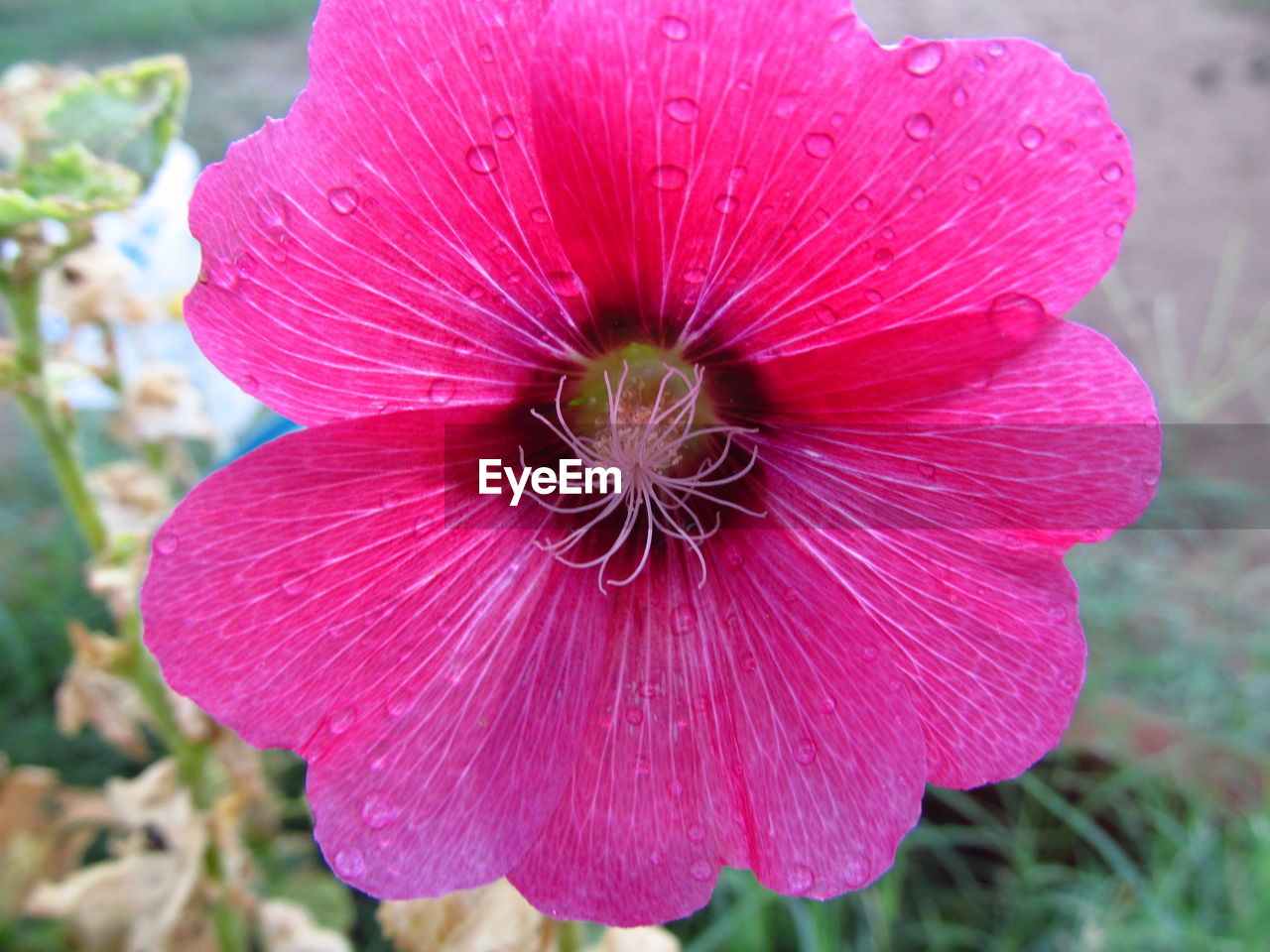 Macro shot of pink flower