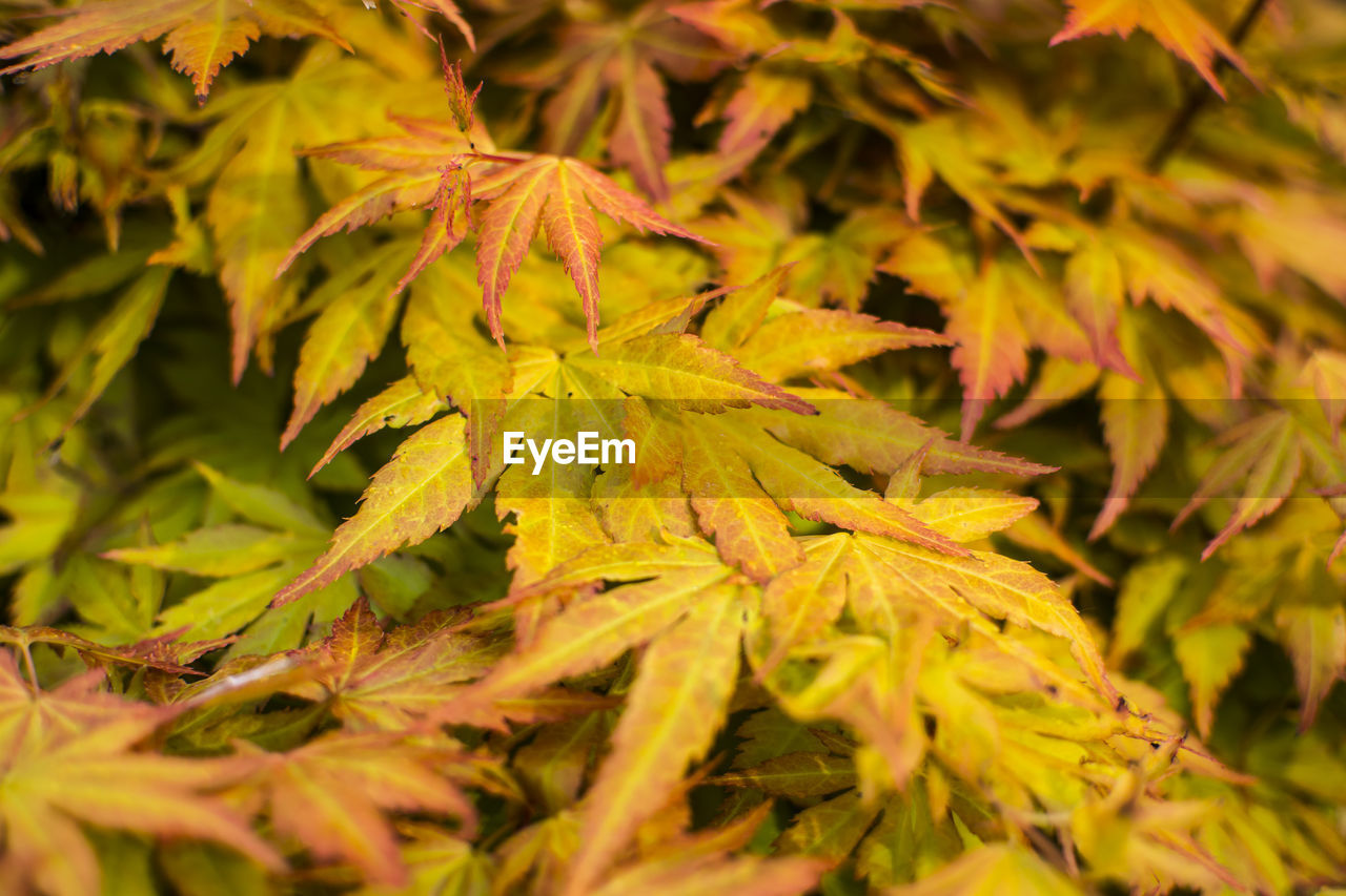 Close-up of yellow leaves