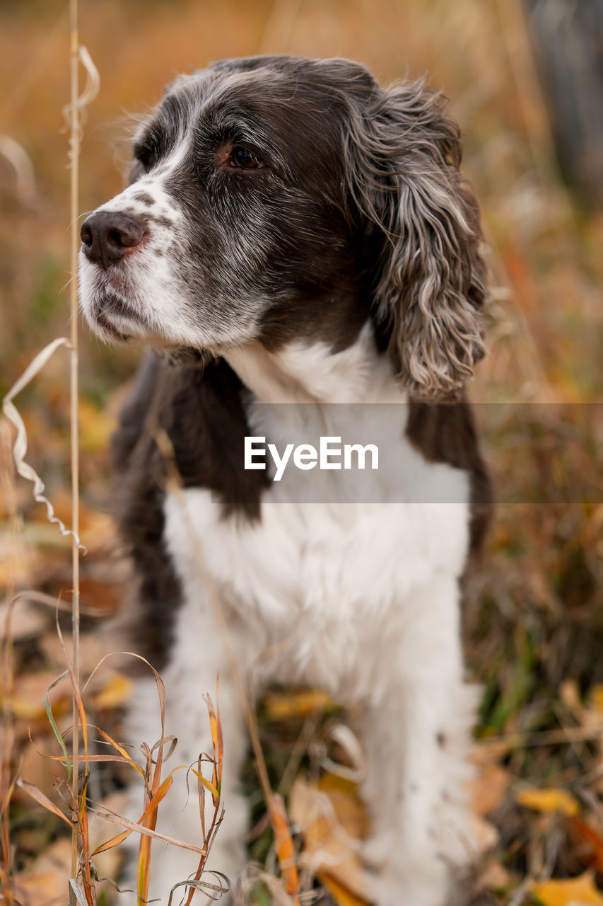 English springer spaniel sitting propper in fall leaves. 