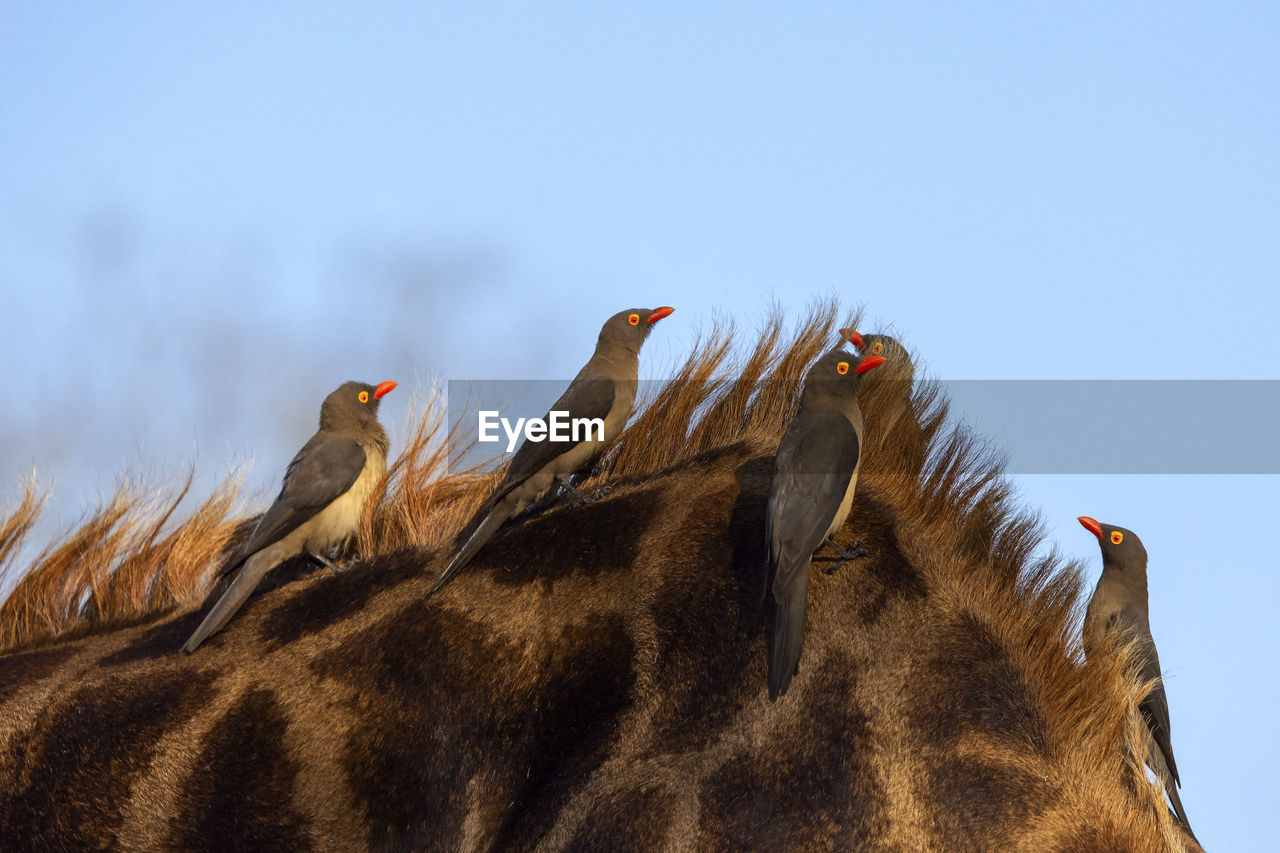Birds perching on giraffe against clear blue sky