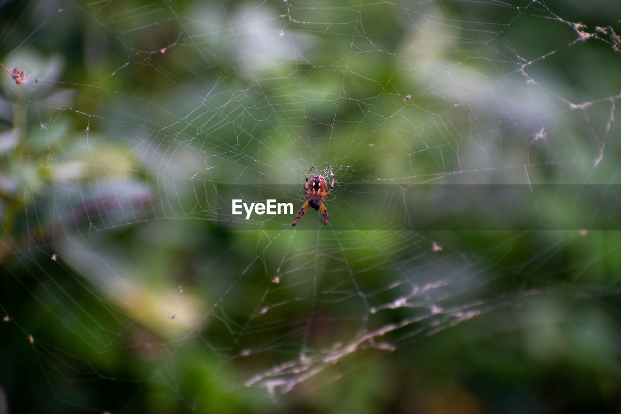 CLOSE-UP OF SPIDER IN WEB