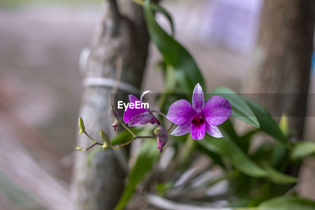 Close-up of pink flowering plant