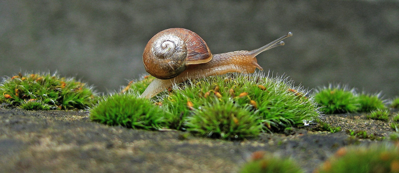 CLOSE-UP OF SNAIL ON GREEN LEAF