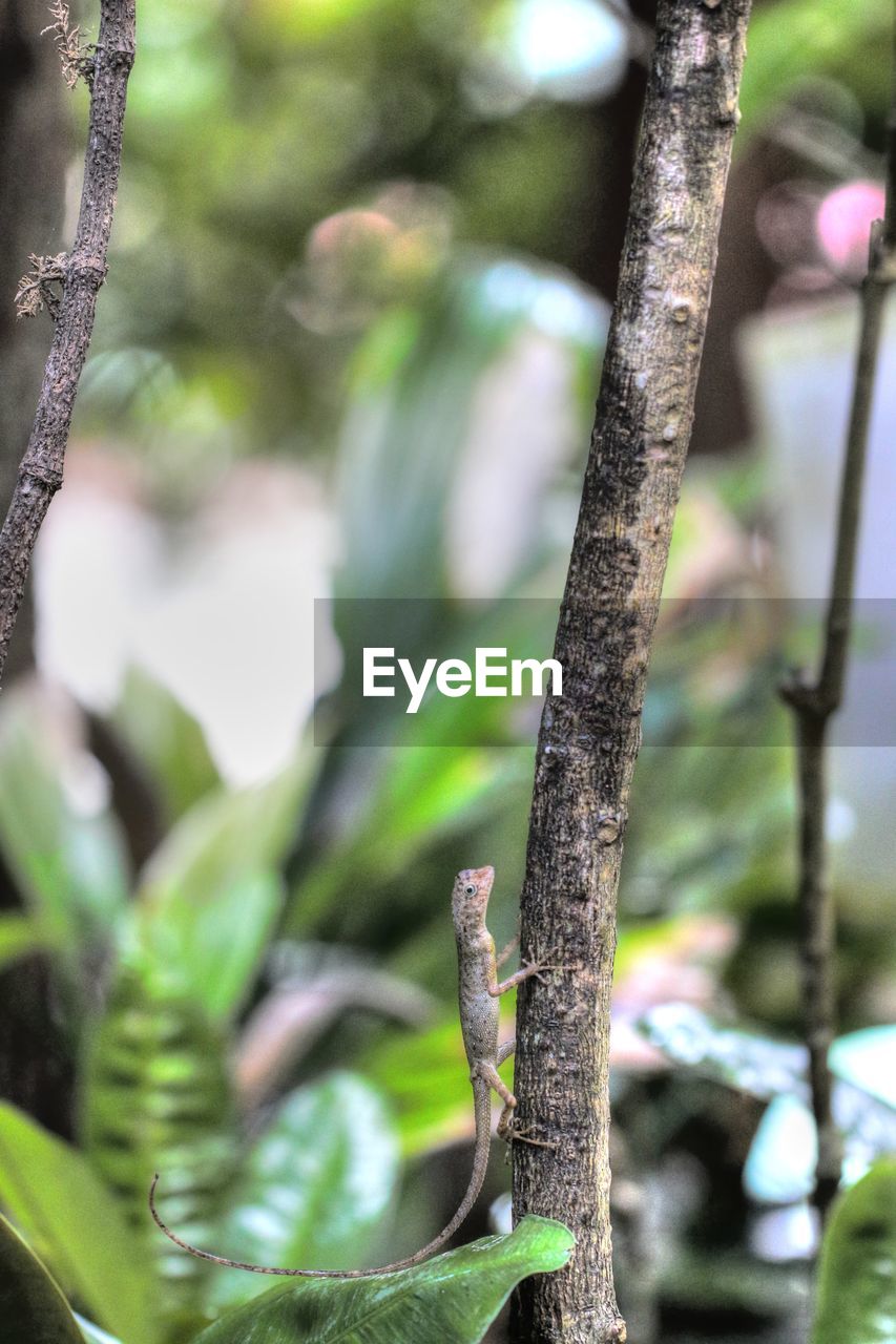 Close-up of lizard on tree