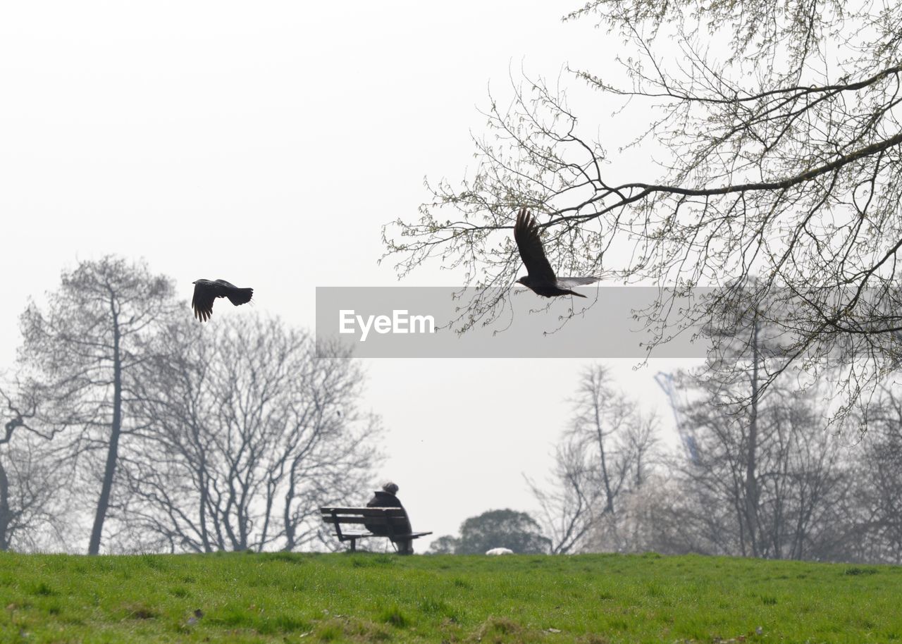 VIEW OF BIRD ON A FIELD