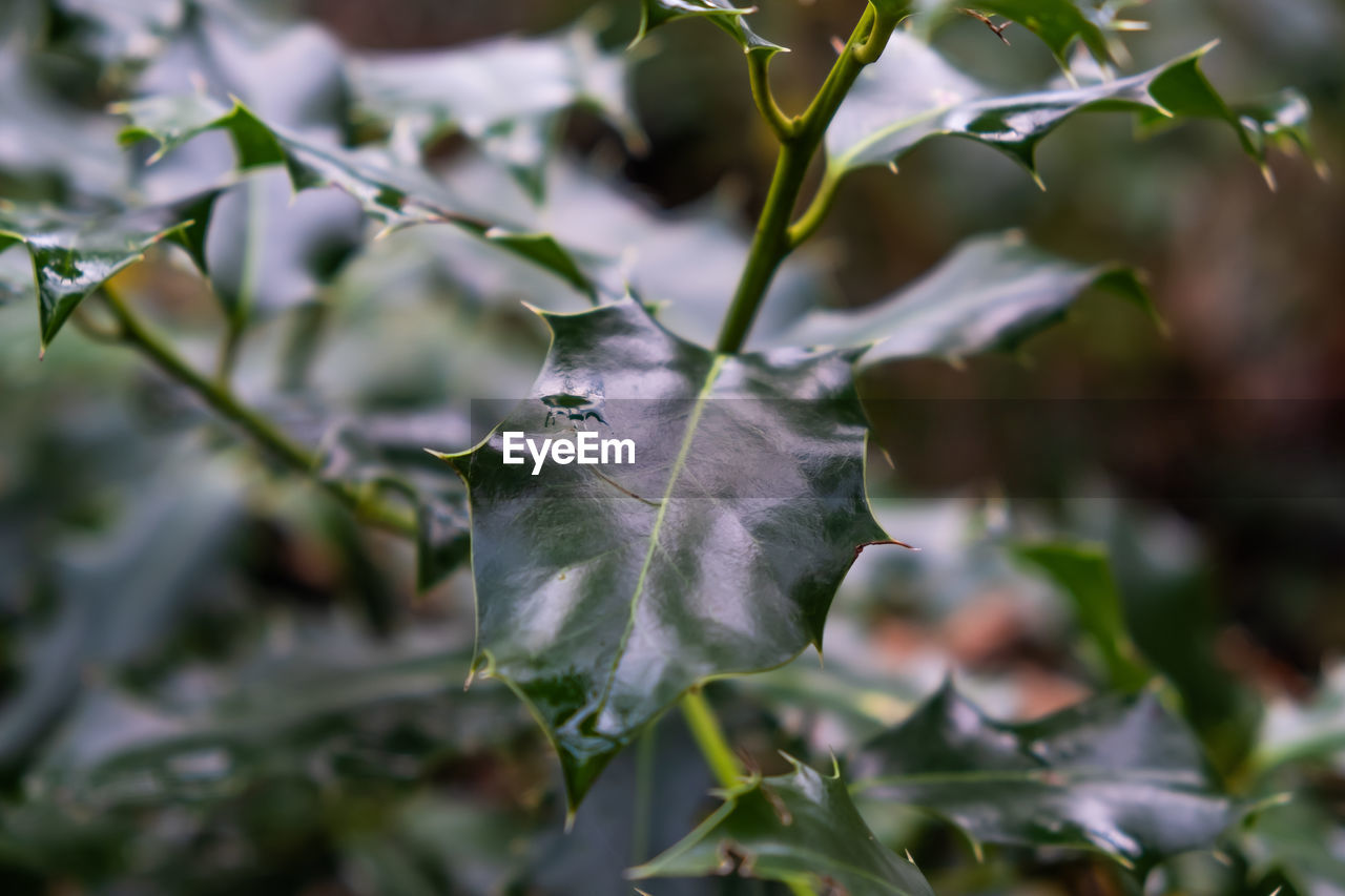 Close-up of dry leaves on plant